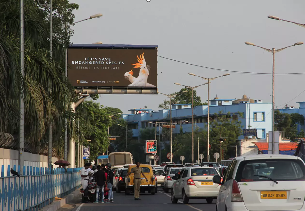 Endangered Species Awareness Billboard Beside Road Roadside billboard showing two white parrots with a message about saving endangered species